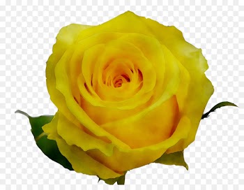 Garden roses Cabbage rose Austrian briar Floribunda -  