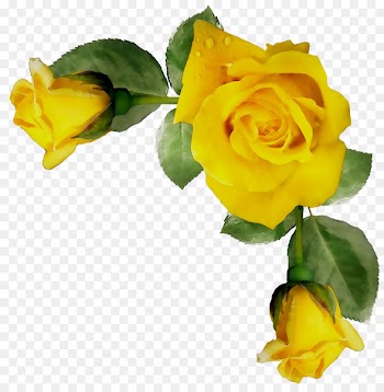 Garden roses Cabbage rose Austrian briar Floribunda Floristry -  
