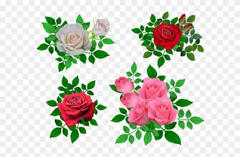 Garden Roses Cabbage Rose Beach Rose Flower Petal - Beach Rose