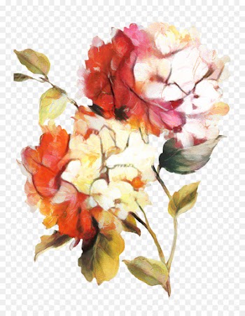 Garden Roses, Cabbage Rose, Betty Ice, Flower, Watercolor Paint PNG