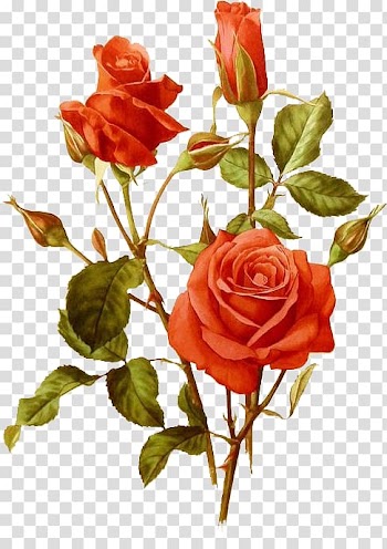 Garden roses Cabbage rose Botany Printmaking Drawing, vegestable transparent background PNG clipart