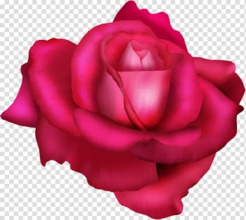 Garden roses Cabbage rose China rose Floribunda Beach rose, flower transparent background PNG clipart