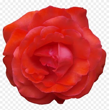Garden Roses Cabbage Rose China Rose Floribunda Japanese - Garden Roses