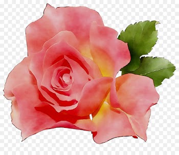 Garden roses Cabbage rose China rose Floribunda Ornamental plant -  