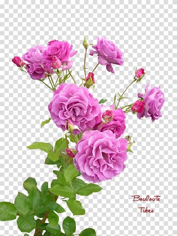 Garden roses Cabbage rose China rose French rose Floribunda, flower transparent background PNG clipart