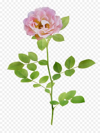 Garden roses Cabbage rose Cut flowers Bud Floral design -  