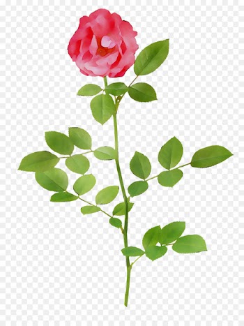 Garden roses Cabbage rose Cut flowers Bud Petal -  