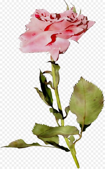 Garden roses Cabbage rose Cut flowers Bud Plant stem -  