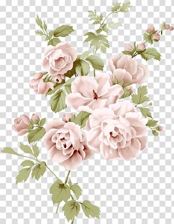 Garden roses Cabbage rose Cut flowers Floral design Flower bouquet, flower transparent background PNG clipart