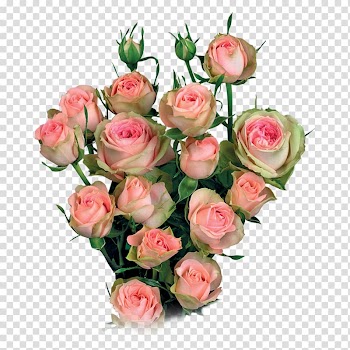 Garden roses Cabbage rose Cut flowers Flower bouquet Floral design, flower transparent background PNG clipart