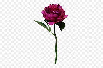 Garden roses Cabbage rose Cut flowers Flower bouquet - subshrubby peony flower 