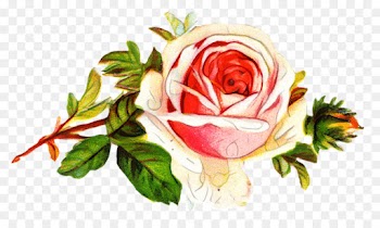 Garden Roses, Cabbage Rose, Cut Flowers, Flower PNG