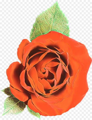 Garden Roses, Cabbage Rose, Cut Flowers, Flower PNG