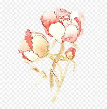 Garden Roses, Cabbage Rose, Cut Flowers, Flower PNG