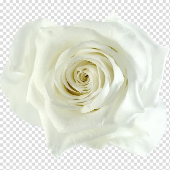 Garden roses Cabbage rose Cut flowers Gift Color, gift transparent background PNG clipart