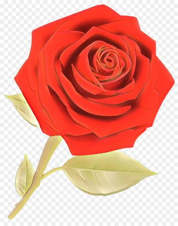 Garden Roses, Cabbage Rose, Cut Flowers, Rose PNG
