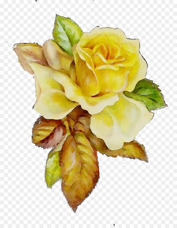 Garden roses Cabbage rose Floral design Cut flowers -  