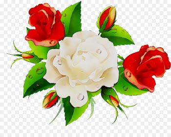 Garden roses Cabbage rose Floral design Cut flowers -  