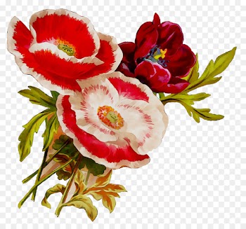 Garden roses Cabbage rose Floral design Cut flowers -  