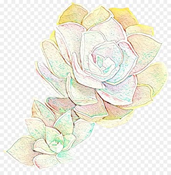 Garden Roses, Cabbage Rose, Floral Design, Flower, Botany PNG