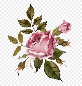 Garden Roses Cabbage Rose Floral Design Flower Drawing - Rose