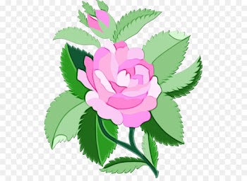 Garden Roses, Cabbage Rose, Floral Design, Flower, Flowering Plant PNG