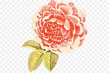 Garden Roses, Cabbage Rose, Floral Design, Flower, Petal PNG