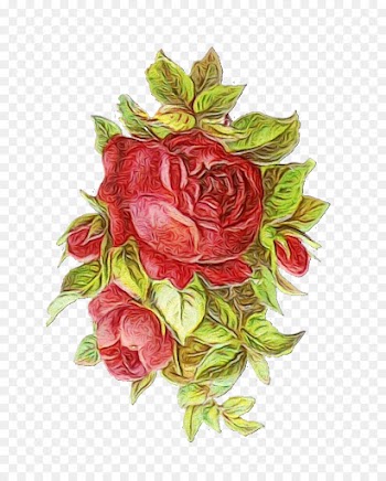 Garden Roses, Cabbage Rose, Floral Design, Flower PNG