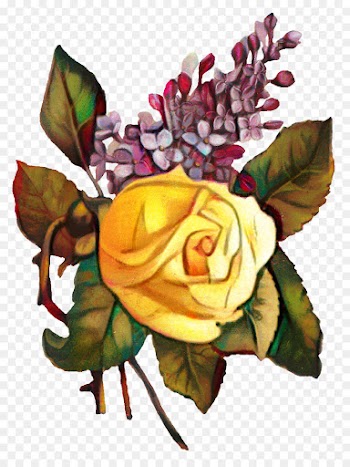 Garden Roses, Cabbage Rose, Floral Design, Flower PNG