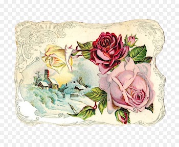 Garden Roses, Cabbage Rose, Floral Design, Pink, Rose PNG