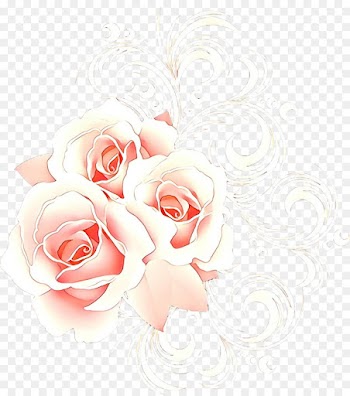 Garden Roses, Cabbage Rose, Floral Design, White, Pink PNG