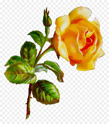 Garden roses Cabbage rose Floribunda Bud Cut flowers -  
