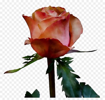 Garden roses Cabbage rose Floribunda Bud Cut flowers -  