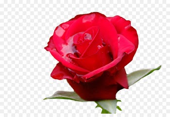 Garden roses Cabbage rose Floribunda Bud Cut flowers - background roses 