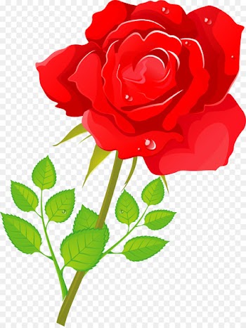 Garden roses Cabbage rose Floribunda China rose Flower -  