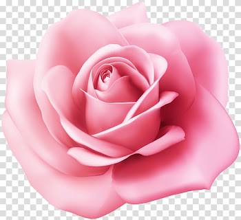 Garden roses Cabbage rose Floribunda China rose, Rose In The Fist transparent background PNG clipart