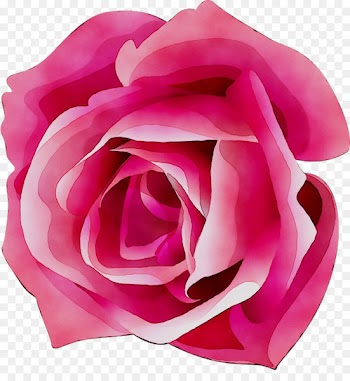 Garden roses Cabbage rose Floribunda Cut flowers -  