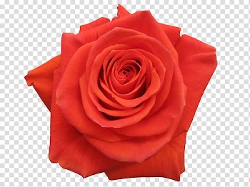 Garden roses Cabbage rose Floribunda Cut flowers, flower transparent background PNG clipart