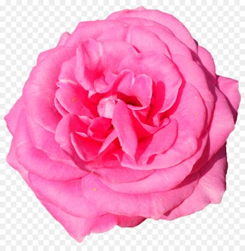 Garden roses Cabbage rose Floribunda Cut flowers Peony - aum poster 