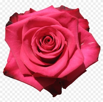 Garden Roses Cabbage Rose Floribunda Cut Flowers Petal - Garden Roses