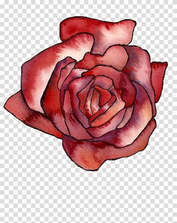 Garden roses Cabbage rose Floribunda Cut flowers Petal, Mountain watercolor transparent background PNG clipart