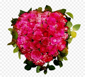 Garden roses Cabbage rose Floribunda Floral design Cut flowers -  