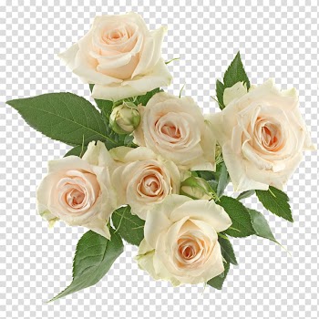 Garden roses Cabbage rose Floribunda Floral design Cut flowers, flower transparent background PNG clipart