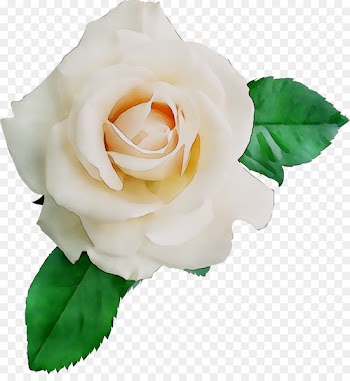 Garden roses Cabbage rose Floribunda Floristry Cut flowers -  