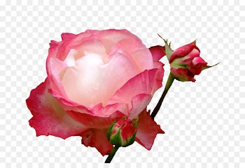 Garden roses Cabbage rose Floribunda Floristry Cut flowers - rose bloom 