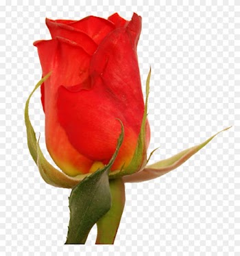 Garden Roses Cabbage Rose Floribunda Floristry Cut - Garden Roses