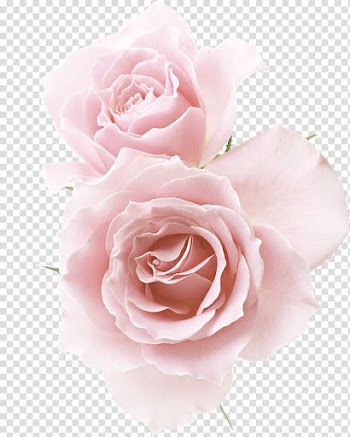 Garden roses Cabbage rose Floribunda Flower, flower transparent background PNG clipart