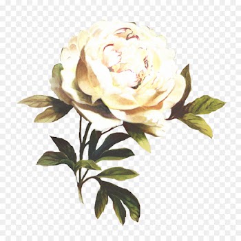 Garden Roses, Cabbage Rose, Floribunda, Flower, Flowering Plant PNG