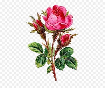Garden Roses, Cabbage Rose, Floribunda, Flower, Flowering Plant PNG