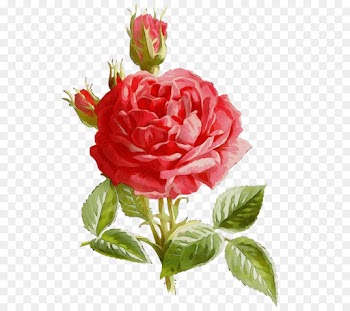 Garden Roses, Cabbage Rose, Floribunda, Flower, Flowering Plant PNG